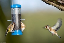 Birds eating