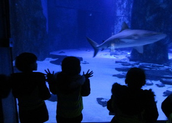 EYFS visit the Sea Life London Aquarium