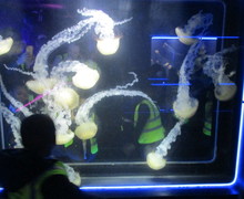 Aquarium blog (1)