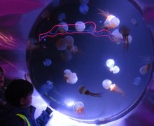 Aquarium blog (3)