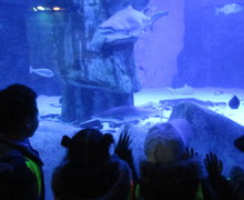 Aquarium blog (5)