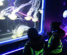 Aquarium blog (7)