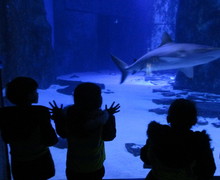 Aquarium blog (8)
