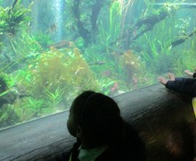 Aquarium blog (9)