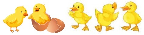 Chicks and ducklings clipart