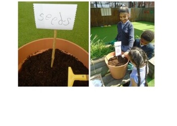 Planting Wildflowers