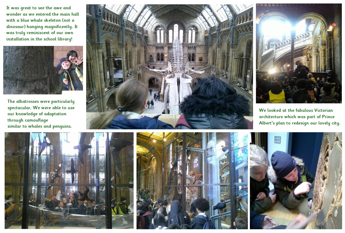 Natural History Museum   evolution and inheritance   Year 6, blog 3