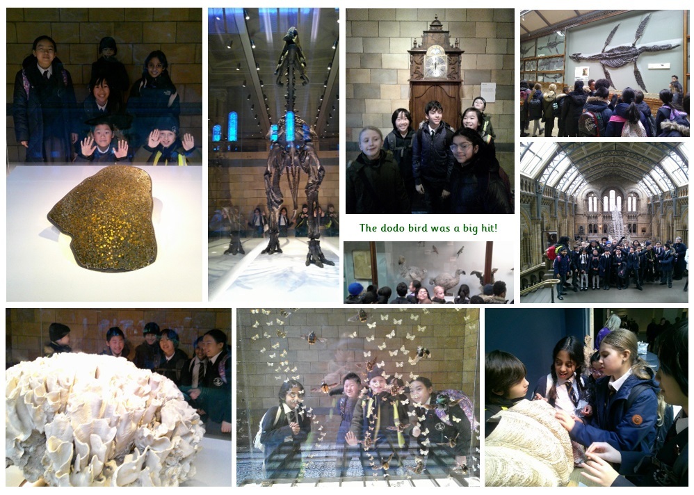 Natural History Museum   evolution and inheritance   Year 6, blog 5