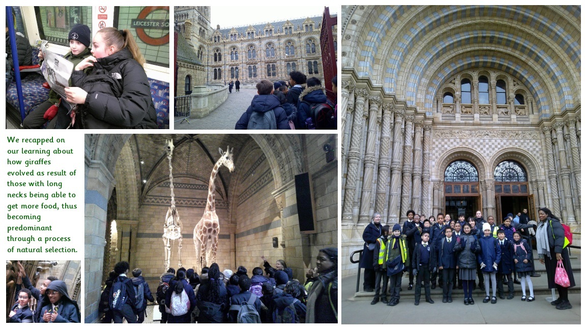 Natural History Museum   evolution and inheritance   Year 6, blog 1