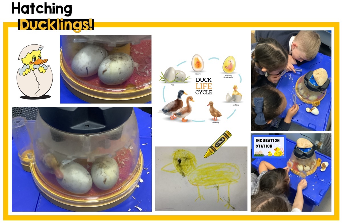 Day 1   Ducklings hatching 08.05.24