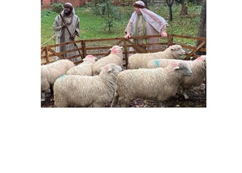 Year 1 Nativity Trip